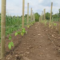 Jardin du Mont Pointu