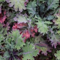 Jardin du Mont Pointu