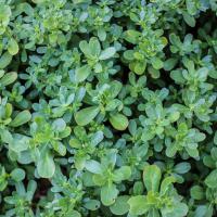 Jardin du Mont Pointu