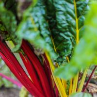 Jardin du Mont Pointu