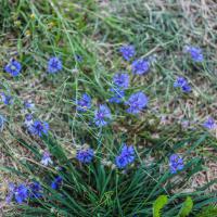 Jardin du Mont Pointu