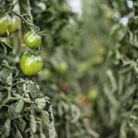 Jardin du Mont Pointu