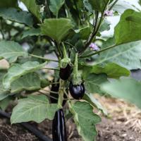 Jardin du Mont Pointu