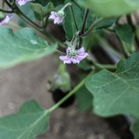 Jardin du Mont Pointu