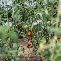 Jardin du Mont Pointu