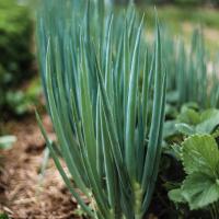 Jardin du Mont Pointu