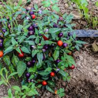 Jardin du Mont Pointu