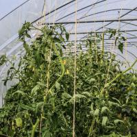 Jardin du Mont Pointu