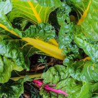 Jardin du Mont Pointu